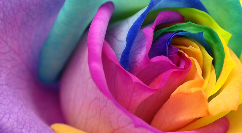 conference%20dynamics%20rose